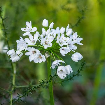 Ail d'ornement - Allium neapolitanum Groupe Cowanii