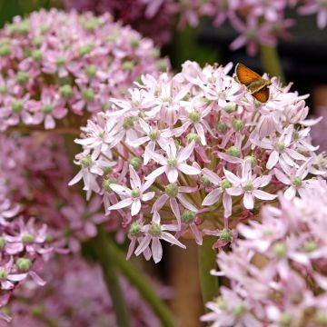 Allium nigrum - Ail d'ornement