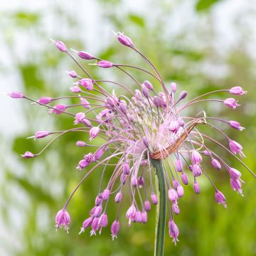 Ail d'ornement - Allium pulchellum