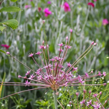 Ail d'ornement - Allium schubertii