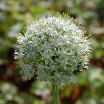 Ail d'ornement - Allium stipitatum Album