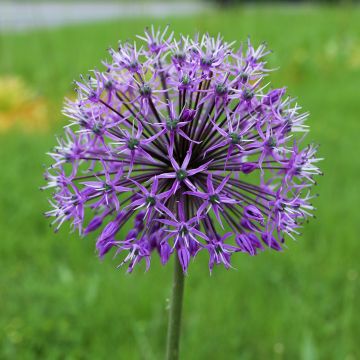 Allium stipitatum Violet Beauty - Ail d'ornement mauve violacé