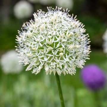 Ail d'ornement - Allium stipitatum White Giant