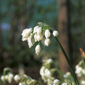 Ail d'ornement - Allium paradoxum var. normale