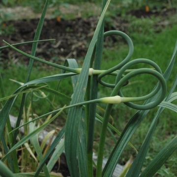 Ail rocambole - Allium scorodoprasum