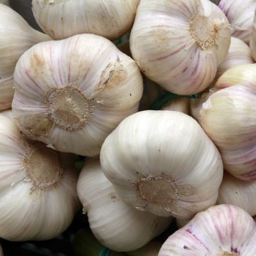 Ail rose Flavor Bio + 35 filet 250g - Allium sativum
