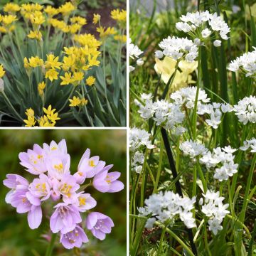 Ails d'ornement nains en mélange - Allium