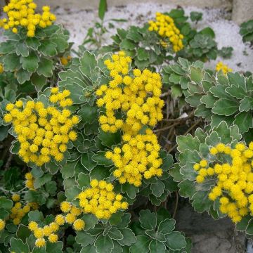 Ajania pacifica Gold and Silver - Chrysanthème du Pacifique