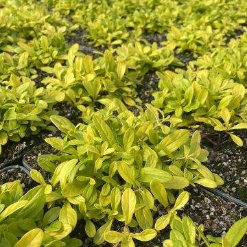 Bugle rampante - Ajuga tenorii Cordial Canary