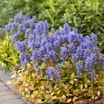 Ajuga Feathered Friends Fancy Finch - Bugle rampante