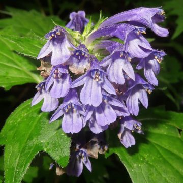 Ajuga incisa