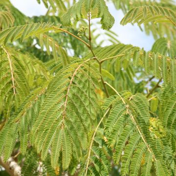 Albizia julibrissin Ernest Wilson - Arbre à soie