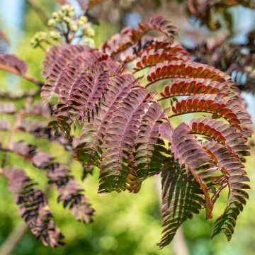 Albizia julibrissin Evey's Pride - Arbre de soie