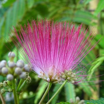 Albizia julibrissin Rouge Selection - Arbre à soie