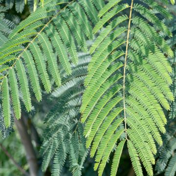 Albizia julibrissin Shidare - Arbre à soie pleureur