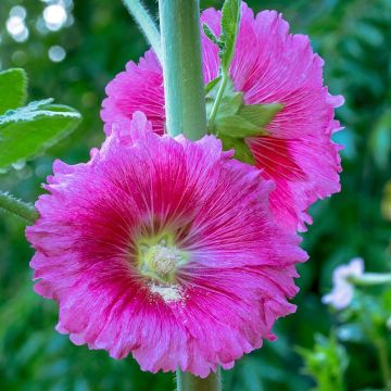 Alcea ficifolia - Rose trémière à feuilles de figuier