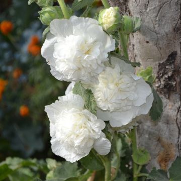 Graines de Rose trémière Chater’s Double Icicle - Alcea rosea