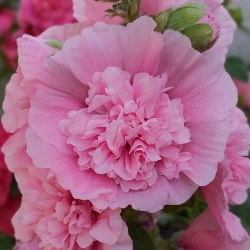 Graines de Rose trémière Appleblossom - Alcea rosea