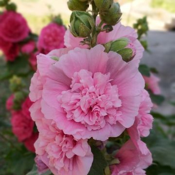 Rose trémière - Alcea rosea Chater's Double Rose