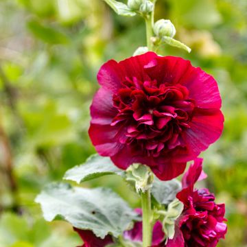 Rose Trémière - Alcea rosea Chater's Double rouge