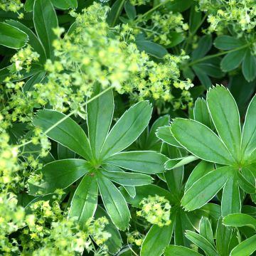 Alchemilla alpina  - Alchémille des Alpes