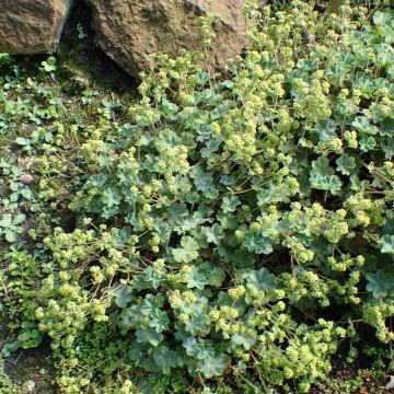 Acheter Alchémille commune - Alchemilla mollis (Pack de Six