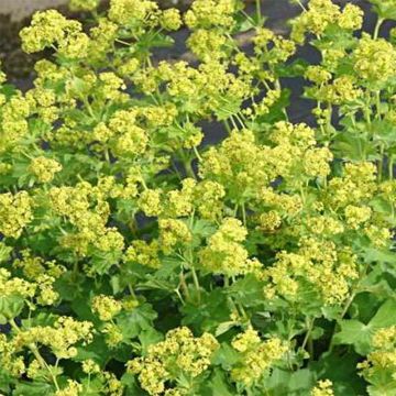 Alchemilla epipsila - Alchemille