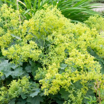 Alchémille commune - Alchemilla mollis