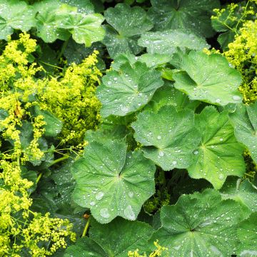 Alchemilla mollis - Alchémille molle - Génial Végétal