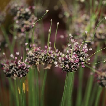 Ail d'ornement - Allium rocambole Bizarre