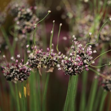 Allium Bizarre - Ail rocambole