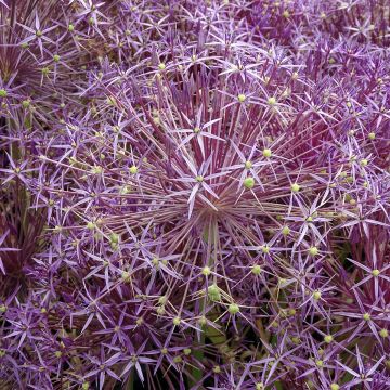 Ail d'ornement Etoile de Perse - Allium christophii ou albopilosum