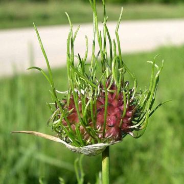 Ail d'ornement - Allium Hair