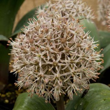 Allium karataviense - Ail d'ornement du Turkestan