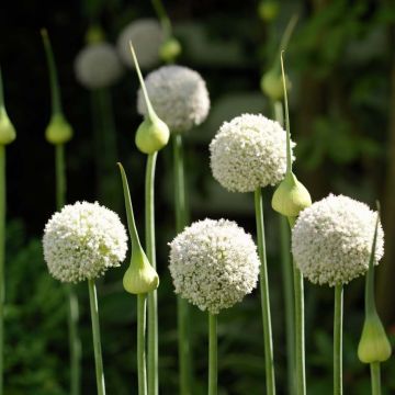 Ail d'ornement - Allium White Cloud