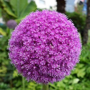 Ail d'ornement - Allium aflatunense Lucy Ball*