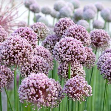 Allium ampeloprasum - Poireau perpétuel