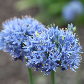 Ail d'ornement - Allium caeruleum