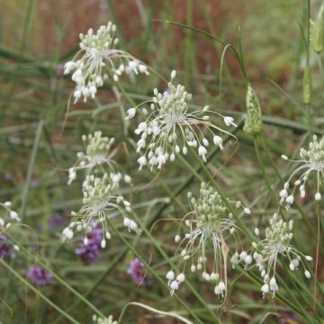 Ail d'ornement - Allium carinatum ssp pulchellum Album