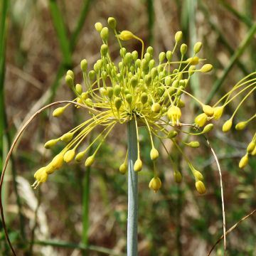 Allium chloranthum Yellow Fantasy - Ail d'ornement