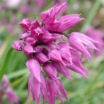 Ail d'ornement - Allium cyathophorum var farreri