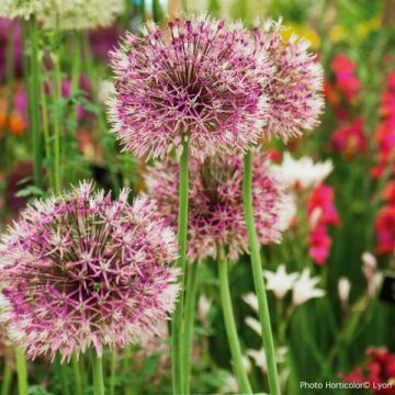 Ail d'ornement - Allium Early Emperor