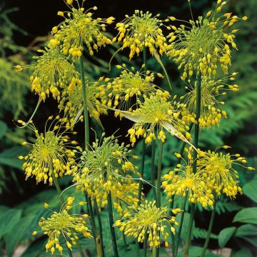Allium flavum - Ail jaune