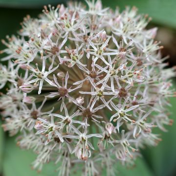 Allium Karataviense