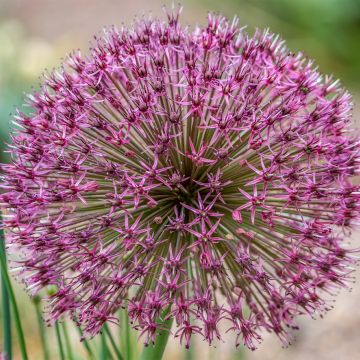 Allium karataviense Red Giant - Ail d'ornement du Turkestan