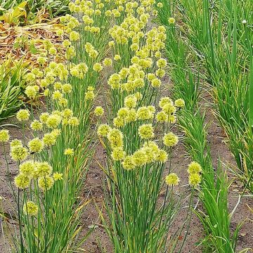 Allium obliquum - Ail oblique