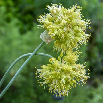 Allium obliquum - Ail d'ornement