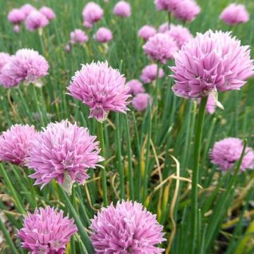 CIBOULETTE commune - Ciboulette Commune - Allium schoenopranum - pépinières  Lepage Bretagne Bord de mer