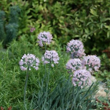 Ail d'ornement - Allium senescens subsp. montanum