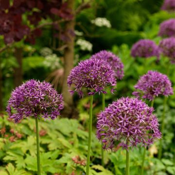 Ail d'ornement - Allium stipitatum Violet Beauty